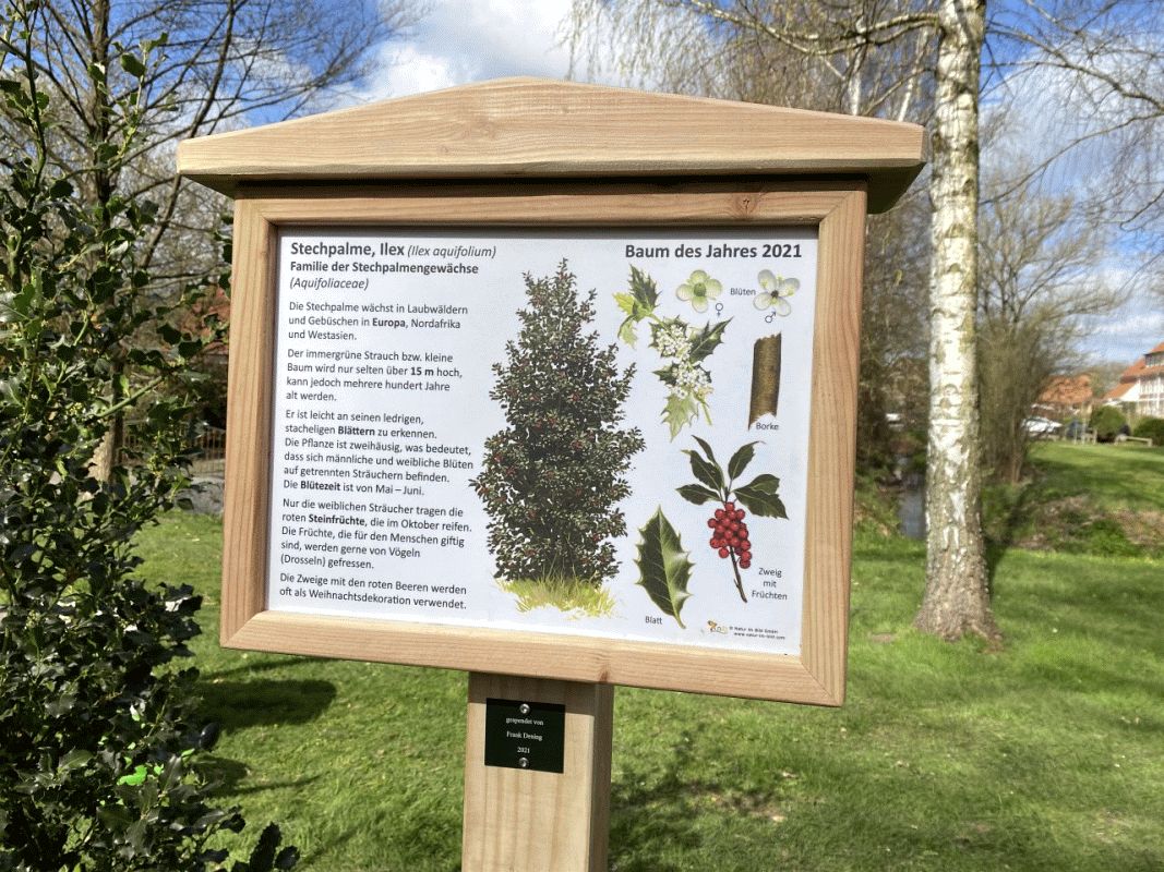 Baum des Jahres 2021 in Müden/Örtze gepflanzt ...